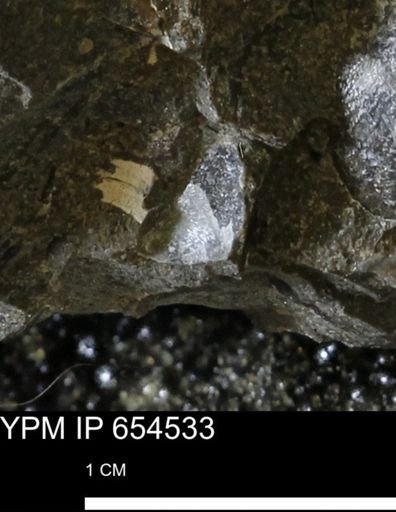 Oxytoma (Hypoxytoma) nebrascana