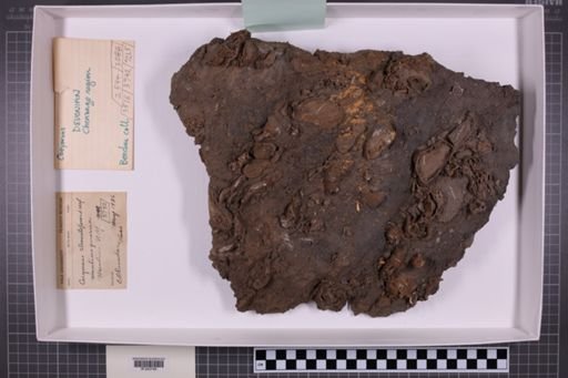 mixed taxa, stratigraphic collection