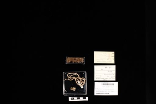 Micrurus fulvius fulvius