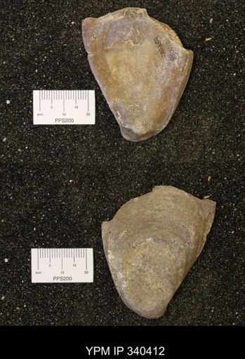 Ostrea glabra