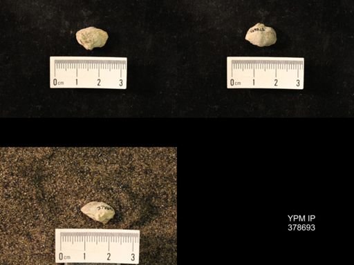 Marginifera wabashensis