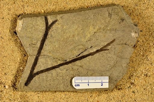 Hostinella hostinensis
