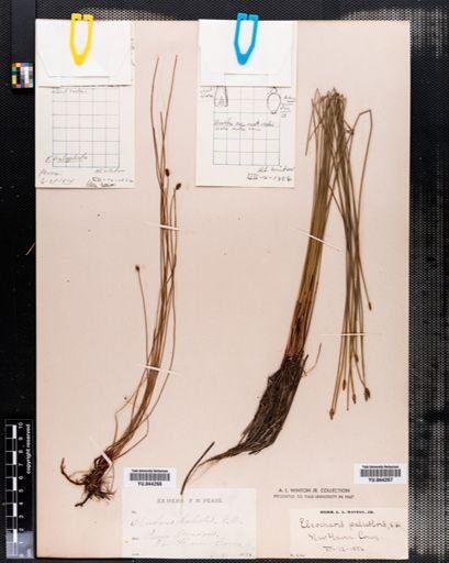 Eleocharis palustris