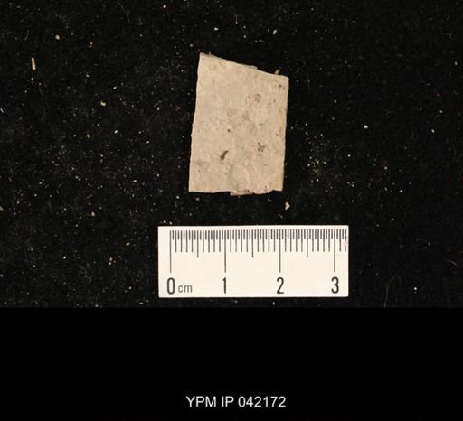 undet. Hymenoptera