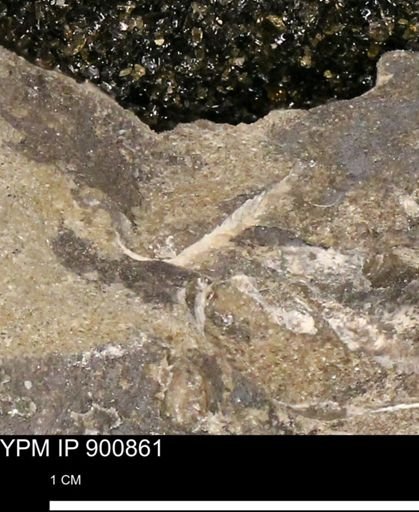 undet. Mollusca