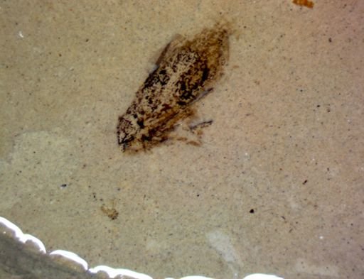 undet. Hemiptera