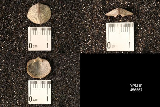 Dalmanella testudinaria