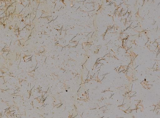 Haliclona sp.