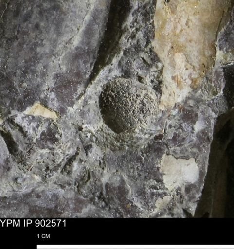 undet. Bivalvia