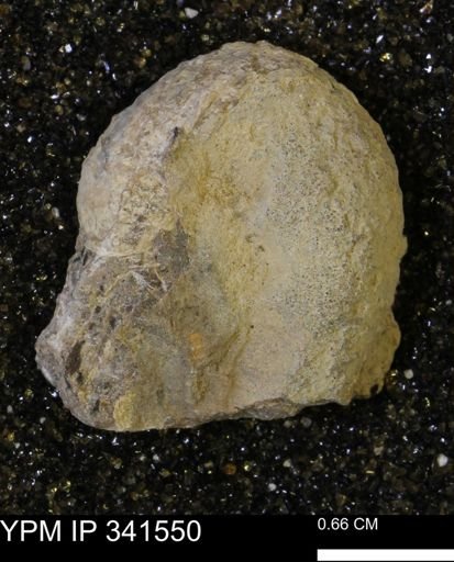 Scaphites sp.