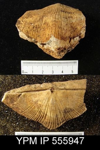 Spirifer (Mesochorispira) sp.