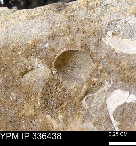 undet. Mollusca