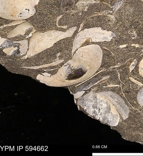 Protocardia sp.