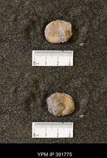 Scaphites whitfieldi