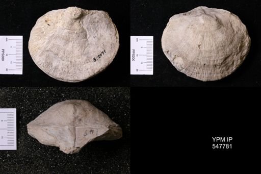 Derbya cymbula