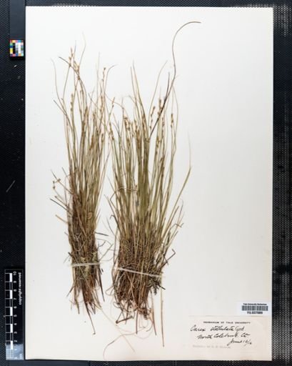 Carex stellulata