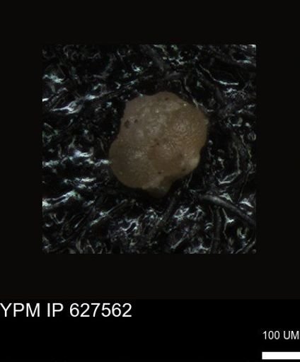 undet. Foraminiferida