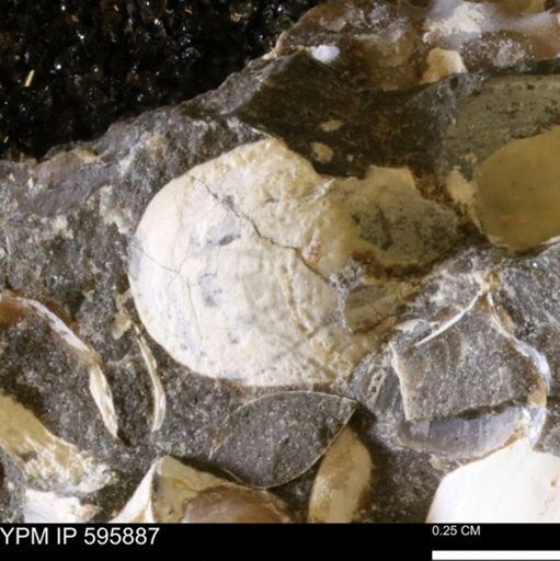 undet. Bivalvia