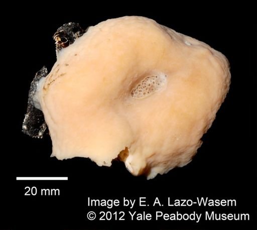 Geodia megastrella