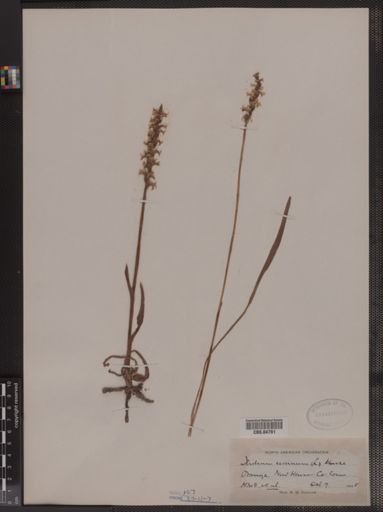 Ibidium cernuum