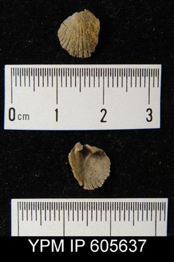 Hesperorthis sp.