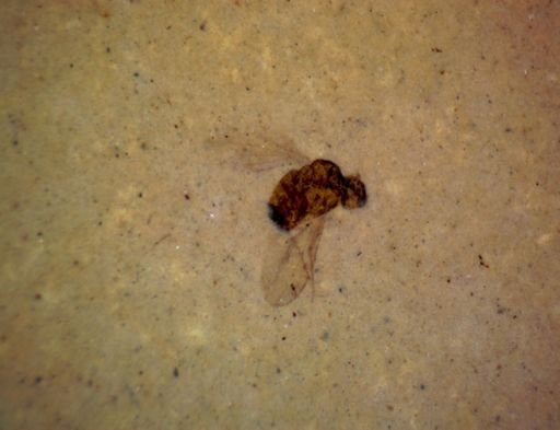 undet. Diptera