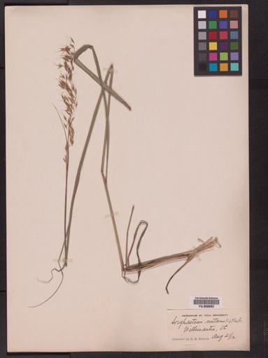 Sorghastrum nutans