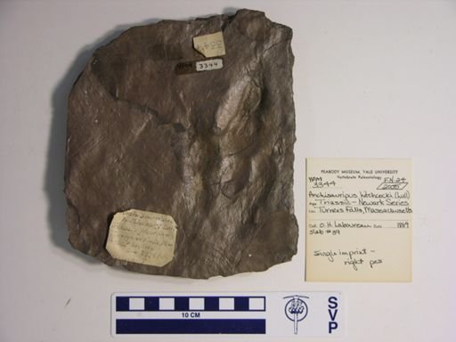 Anchisauripus hitchcocki