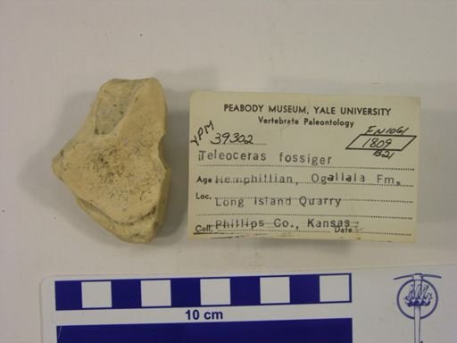 Teleoceras fossiger