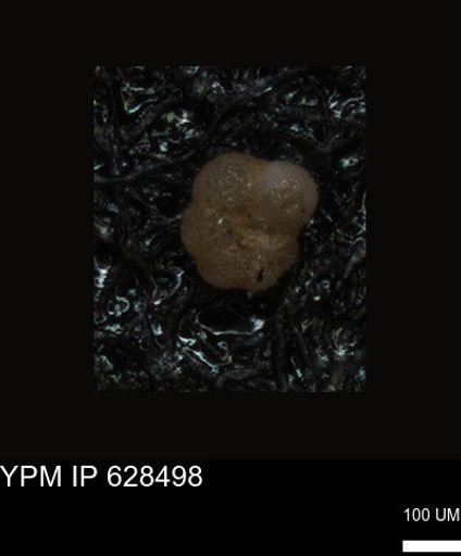 undet. Foraminiferida