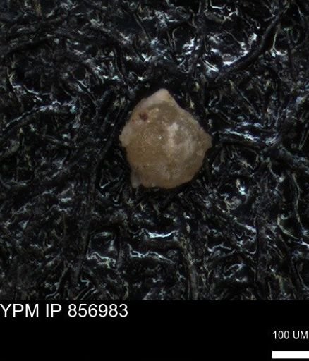 undet. Foraminiferida
