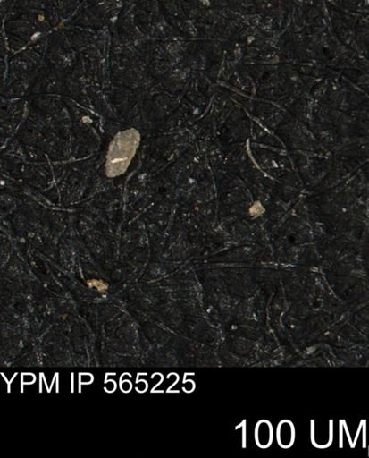 Spirolocammina planula