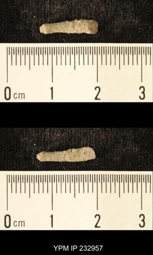 Archaeocidaris sp.