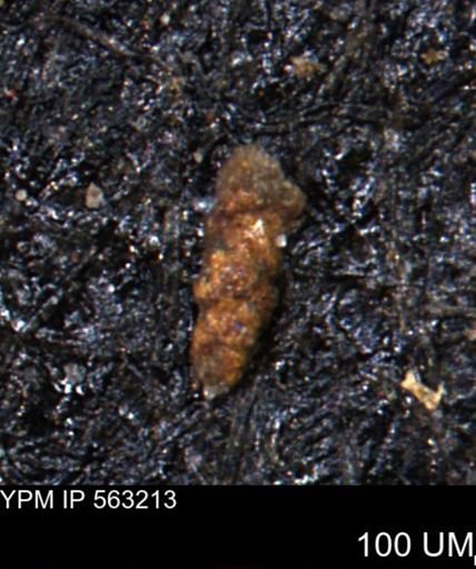 Verneuilinoides hectori