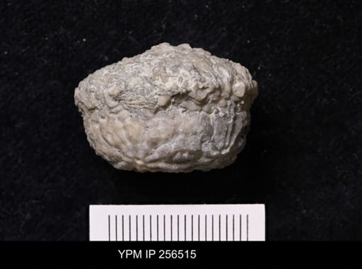 Dolatocrinus asterias