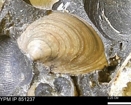 Limopsis striatopunctatus