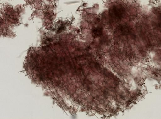Haliclona cinerea