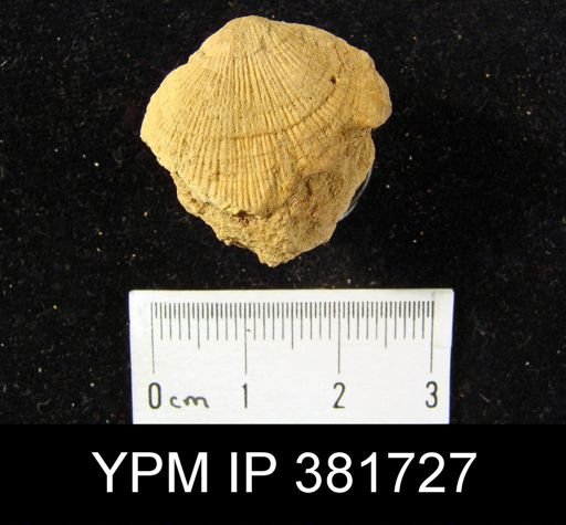 Dalmanella planiconvexa
