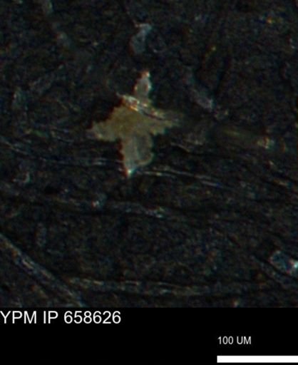 undet. Porifera