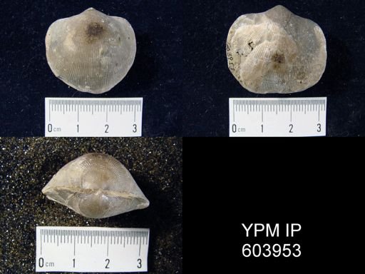 undet. Atrypida