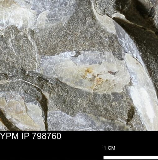 Pseudoptera sp.