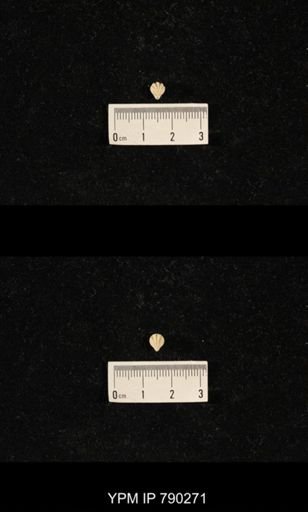 Hustedia huecoensis