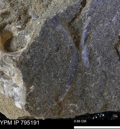undet. Bivalvia
