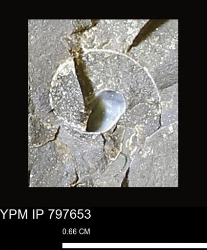 undet. Gastropoda