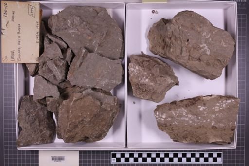 mixed taxa, stratigraphic collection