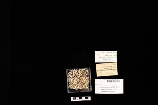 Heterodon platyrhinos