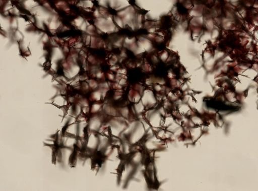 Isodictya quatsinoensis