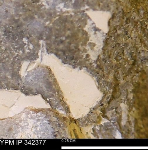 undet. Mollusca