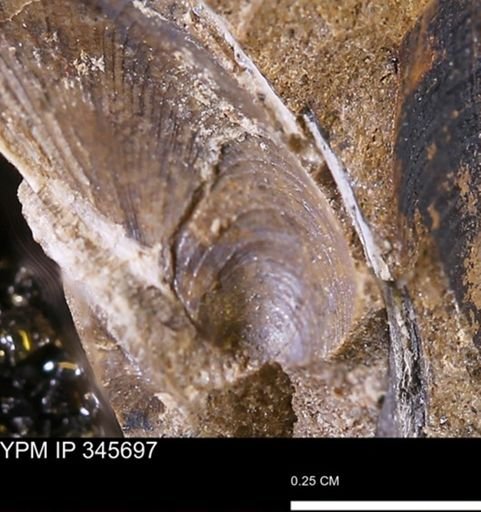 Limopsis striatopunctatus