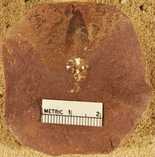 Lepidostrobophyllum sp.